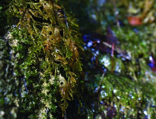 Riunione scientifica della Sezione Regionale Ligure “Flora e ‘funga’: un patrimonio da custodire e conservare” (Genova, 26 novembre 2021): Mini lavori