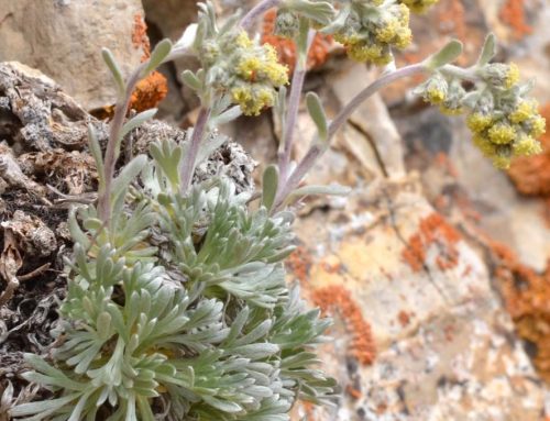  Riunione scientifica del Gruppo di Lavoro per la Floristica, Sistematica ed Evoluzione (Roma, 8-9 novembre 2024): Mini lavori