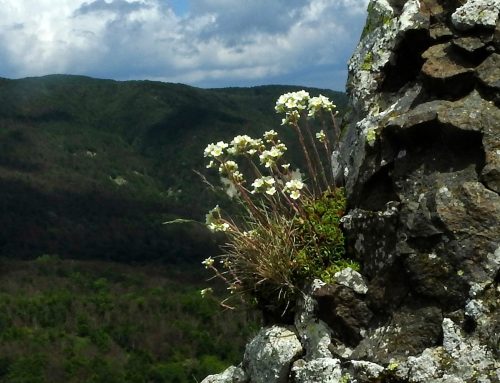 Atti del Convegno della Sezione Regionale Emiliano-Romagnola: “Il Patrimonio Botanico dell’Alto Appennino Emiliano Romagnolo” (Bologna, 11 ottobre 2024)