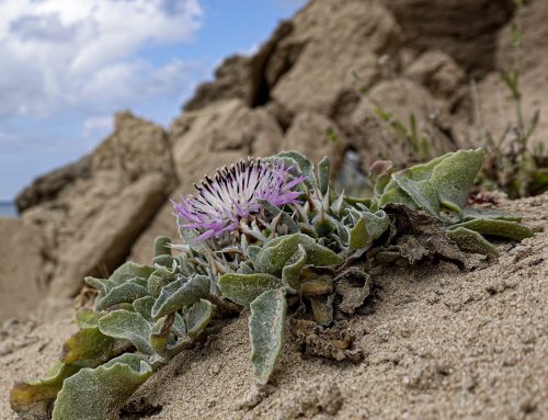 Atti della Riunione scientifica annuale della Sezione Regionale Pugliese (Bari, 25 gennaio 2025)