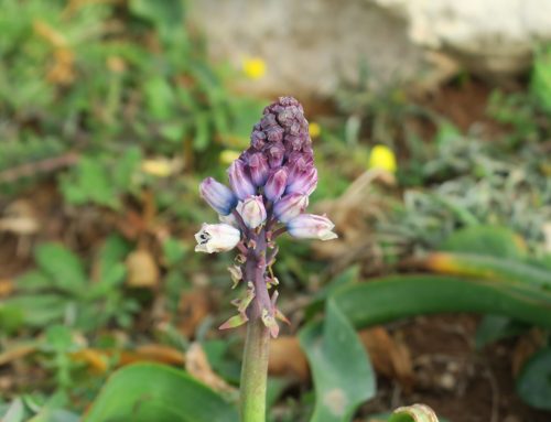  Riunione scientifica del Gruppo di Lavoro per la Floristica, Sistematica ed Evoluzione (Roma, 7-8 novembre 2025): Mini lavori